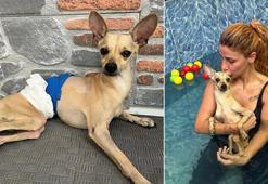 Ayrılan çift, klinikte tedavi gören köpekleri 'Lucky'i terk etti