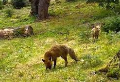 Kızıl tilki ile yavrusu fotokapanla görüntülendi