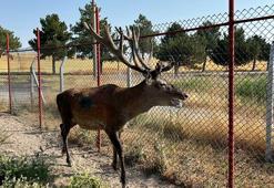 Kara yoluna inen geyik korumaya alındı