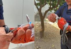 İtfaiye eri, yakaladığı yılana su içirdi
