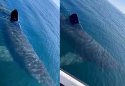 Sosyal medyadaki köpek balığı videosuna suç duyurusu