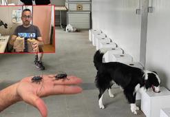 Dedektör köpekler, sınır kapılarında zararlı böcekleri tespit edecek