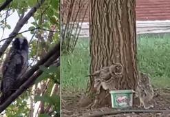 'Evinizin çevresinde bir baykuş ailesi görürseniz sevinin, etrafınızda fareler çoğalamayacak demektir'