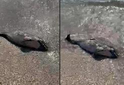 Tekirdağ'da kıyıya ölü yunus vurdu