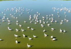 Kuruma riski altındaki gölün 'dert ortağı', allı turnalar