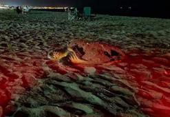 Didim'de caretta carettalar son yumurtalarını bırakmak için sahile çıkıyor