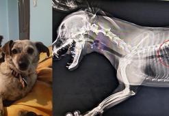 Sahipli köpeği öldüren sanığa 2,5 yıl hapis