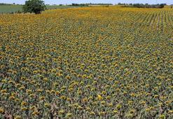 Edirne’de kuraklığın etkilediği ayçiçeğinde üretici erken hasada hazırlanıyor