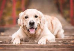 Eğitilmiş köpekler Parkinson hastalığını yüzde 98 doğrulukla tespit etti