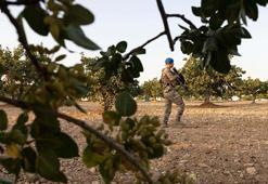 Antep fıstığında hırsızlığa karşı jandarmadan önlem
