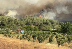 Sakarya'da orman yangını; alevler rüzgarın etkisiyle yayılıyor