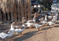 DHA'nın haberi sonrası kümese kapatılan kazlara 'şartlı tahliye' geldi