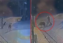 Sarıyer'de sokak köpeklerinin saldırısı kamerada; kadın ve köpeği zor anlar yaşadı