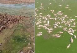 Şırnak'ta debisi düşen göletlerde toplu balık ölümleri