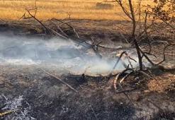 Elazığ’da anız yangını; arı kovanları ve ağaçlar zarar gördü