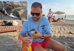 Cankurtaran, nesli tehlike altındaki yelkovan kuşunu kurtardı