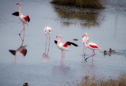 Türkiye'nin tapulu tek lagününde kuraklık ve müsilaj tehdidi