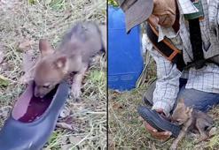 Yavru çakala ayakkabısıyla su verdi