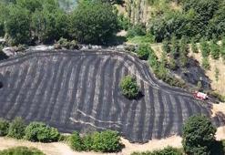 Bursa'da anız yangını; 30 dönüm alan zarar gördü