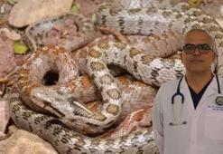'Yılan sokmalarında turnike uygulamayın'