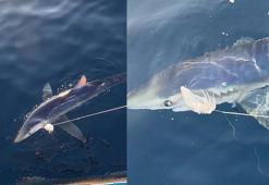 Çanakkale'de 100 kiloluk mavi köpek balığı, balıkçıların oltasına takıldı