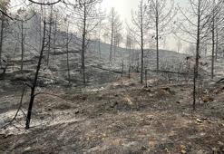 Sakarya'da yangınlar söndürüldü; Bayat'ta alevler kısmen kontrol altında