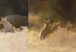 İlçe merkezine inip yiyecek arayan bozayı ile 2 yavrusu kamerada