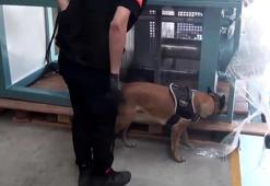 İstanbul'da TIR'da 60 kilogram kokain ele geçirildi; 1 gözaltı