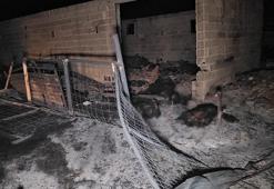 Ahırda çıkan yangın, 2 ev ve depoya sıçradı; 80 küçükbaş öldü