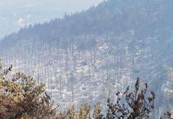 Karabük'te orman yangınlarına müdahale sürüyor