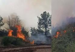 Denizli'de orman yangını