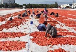 İzmir'de kuru domates mesaisi