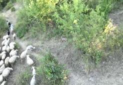 Kurdun koyunlara saldırısı dronla önlendi