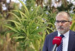 Prof. Dr. Şaban Tekin: Tıbbi kenevir tedavi amaçlı değişik hastalıklarda kullanılabiliyor