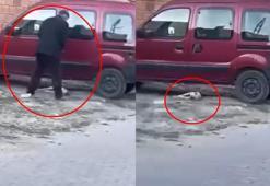 Sivas'ta yavru köpeğe sopayla şiddete para cezası