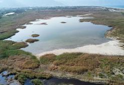 Temmuzun ilk haftası tamamen kuruyan Milleyha Kuş Cenneti suyla doldu