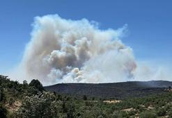 Uşak'ta meşelik ve orman yangını