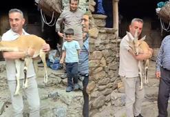 Yaylada bitkin halde bulunan dağ keçisi, bakıma alındı