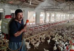 Aşırı sıcakta tavukları buzlu suyla serinletiyor