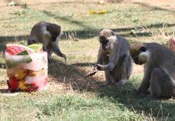 Sıcaktan bunalan maymunlara, meyve kokteylli serinlik