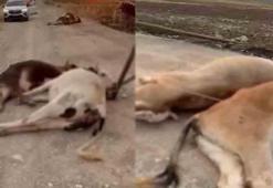 Kuvvetli rüzgar elektrik direğini devirdi; 6 inek akıma kapılıp öldü