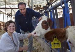 Veteriner çift, çiftlikteki buzağılarına tanıdıklarının ismini veriyor