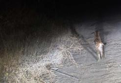 Nesli tükenme tehlikesindeki vaşak cep telefonu kamerasında