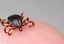 Sivas'ta 1 çocuk annesi keneden öldü