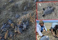 Gönüllülerin konaklama sorunu çözüldü, yeşil deniz kaplumbağaları denizle buluşmaya başladı