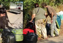 Boşaltılan evde hasta 5 kedi daha kurtarıldı