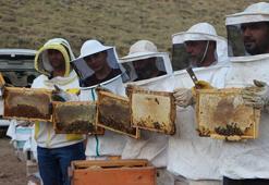 AB tescilli Bingöl balında sağım başladı