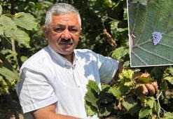 'Erken hasat fındıkta kaliteyi düşürüyor'