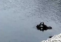 Çayda görülen su samurları kamerada