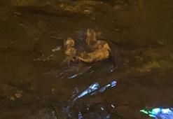 Deredeki su samurları kamerada